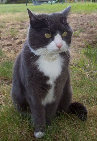new gray cat